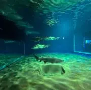 鯖の画像
