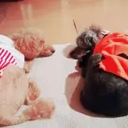 チョコちゃん