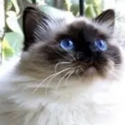 pomの画像