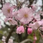 ゆいの画像