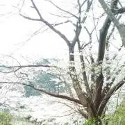 晴みん。