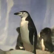 ヒゲペンギンの画像