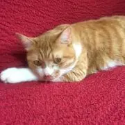 にゃんこ