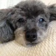 puruの画像