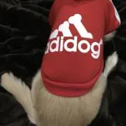 chocoの画像