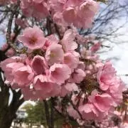 まゆまゆの画像