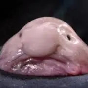 コンパニオンプランツ