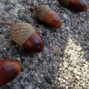 どんぐりちゃんの画像