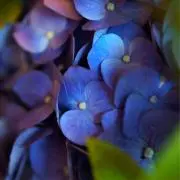 aoiの画像