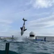 しゃちの画像