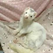 ねぎとろどん