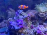 かおりんの画像