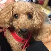 あられの画像