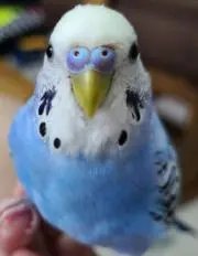 アキラの画像
