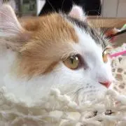 ネコリンの画像