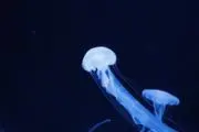 くろの画像