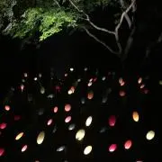 Foxyの画像