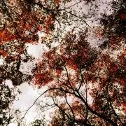 のりたまの画像
