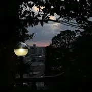まゆの画像