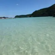 ぶーちゃんの画像