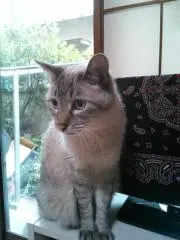 トキ兄さんの画像