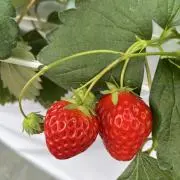 てるてるの画像