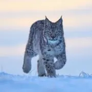 侑の画像