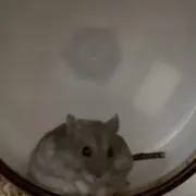 うりの画像
