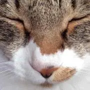 みゃまり