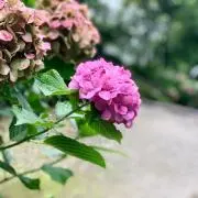 ひらり