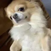 lala