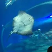 ジョージの画像