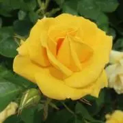 ★noopyの画像