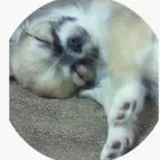 ちくわの画像