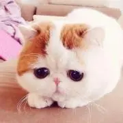 Chiマミー