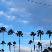 おさるの画像