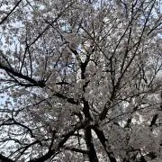 Sokの画像