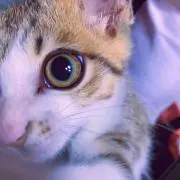 えむこ