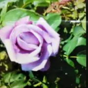冬のバラの画像