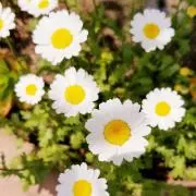 すず音の画像