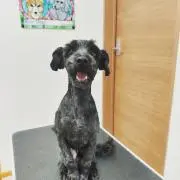 クガアヤカの画像
