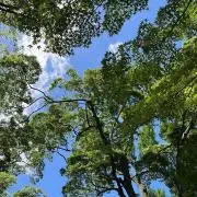 ユウカの画像