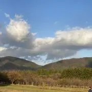 ちゃむたに