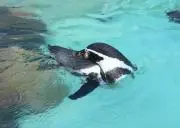 ミッキー