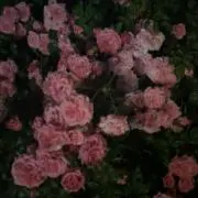 まるの画像