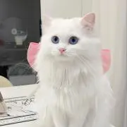 Kyujinの画像