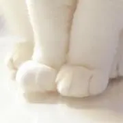 コウちゃん