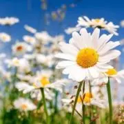 Daisyの画像
