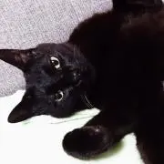いつきプロフ必読