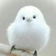 エナガの画像